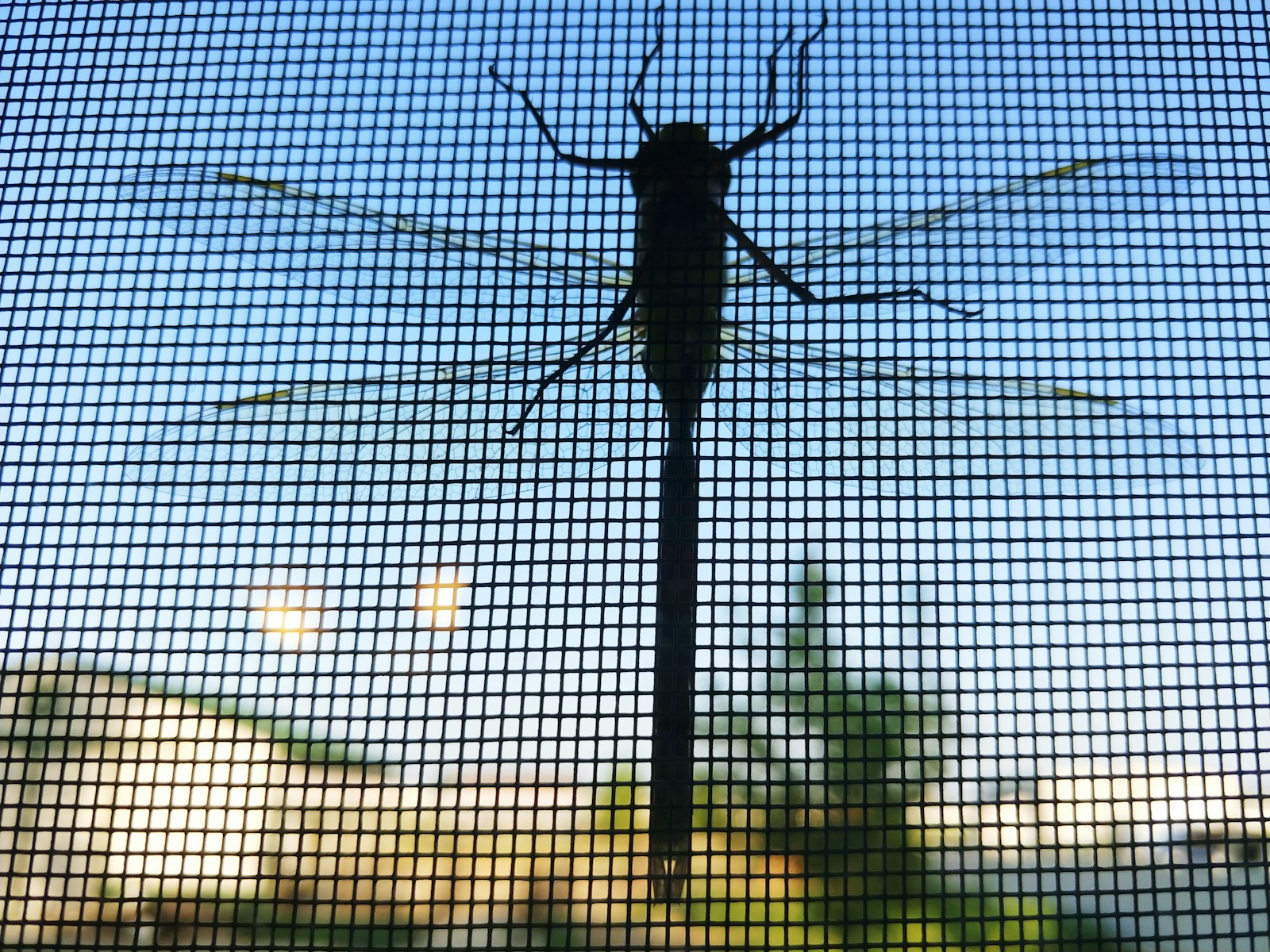 Photo by Terra Thurgood a large insect sitting on top of a metal pole